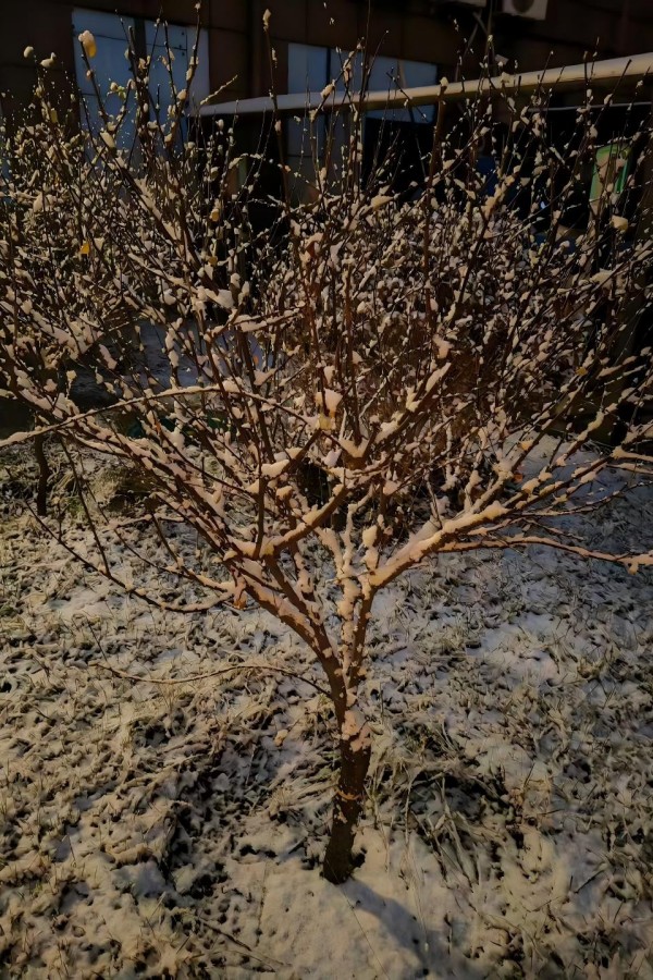 1763430507773227.jpg 雪壓枝頭.jpg